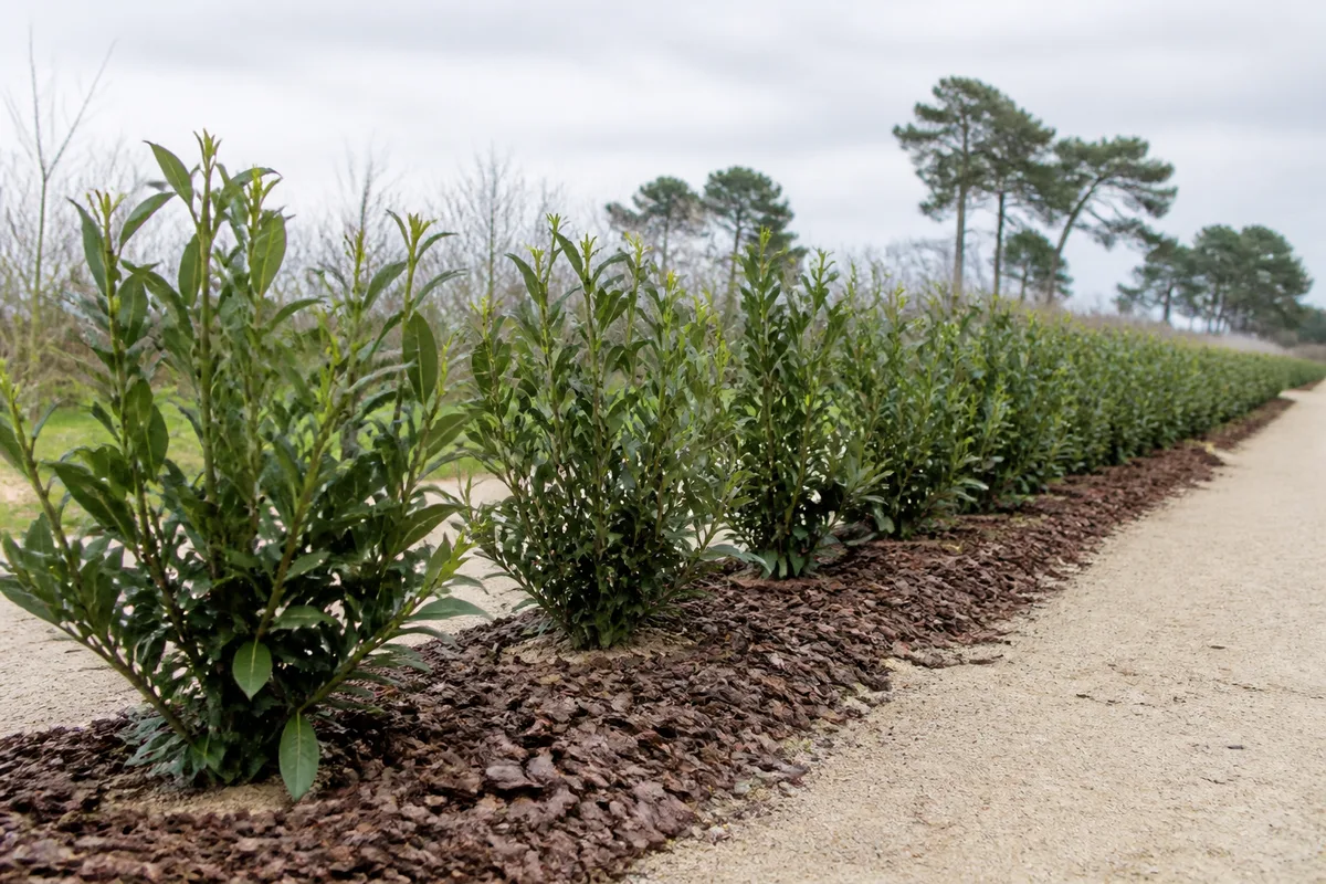 Jeune haie de laurier plantée le long d&rsquo;une allée en stabilisé dans un jardin sableux des Landes