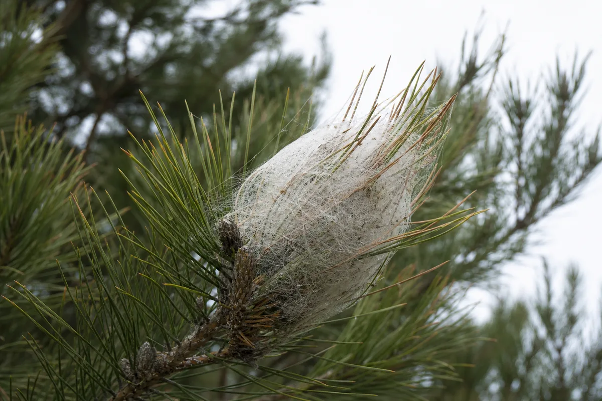 Nid soyeux de chenille processionnaire accroché en bout de rameau dans un pin maritime