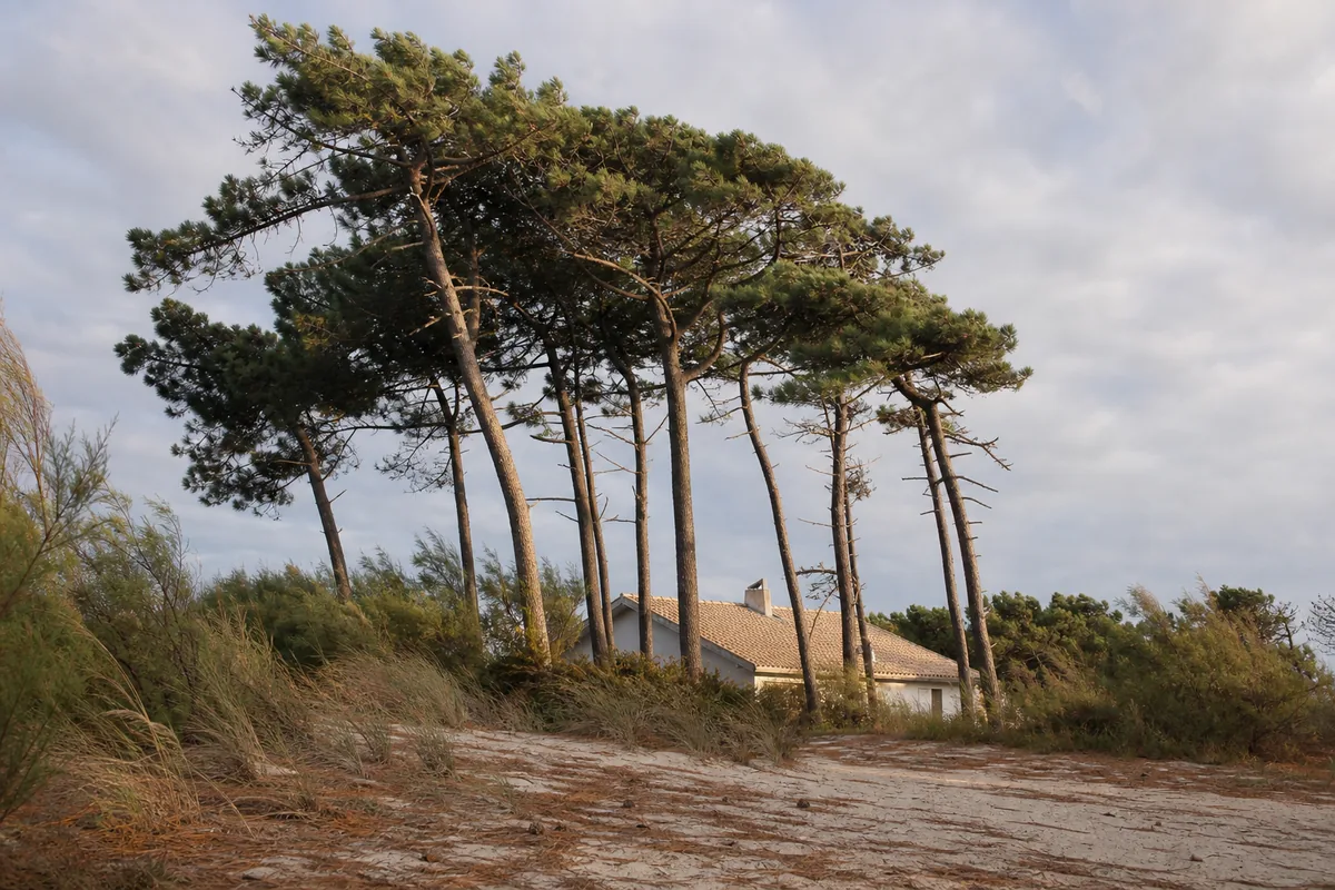 Élagage dans les Landes : pin maritime, abattage et prix