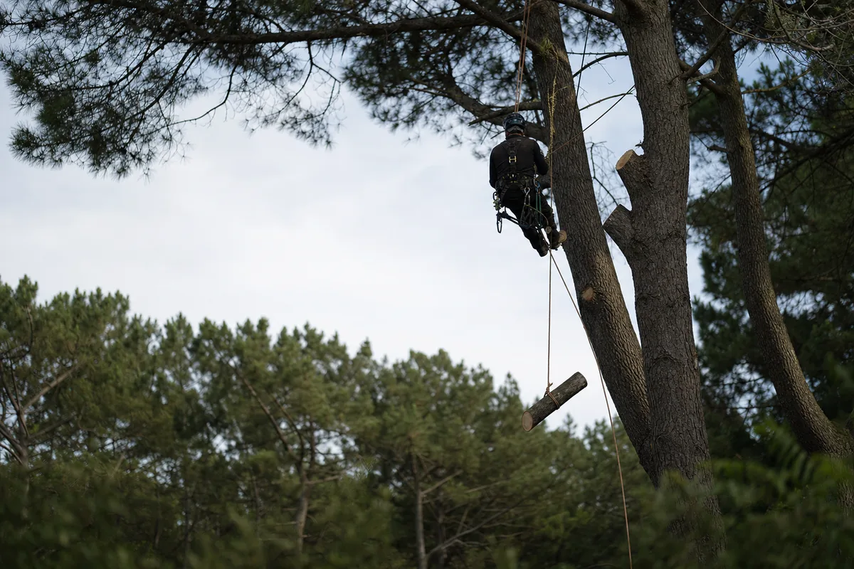 Grimpeur élagueur en cordes dans le houppier d’un pin maritime landais